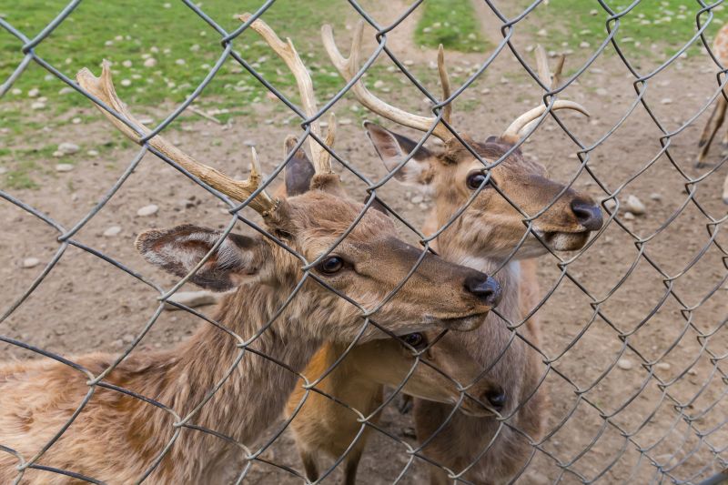 Deer Fence Installation