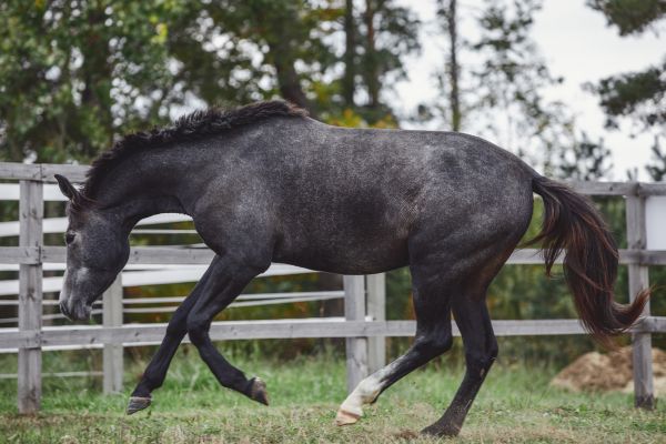Horse Fence Replacement